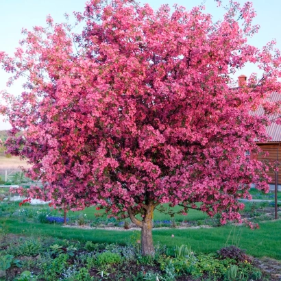 Apple tree with bright pink blossoms against a green lawn and house - Elegant