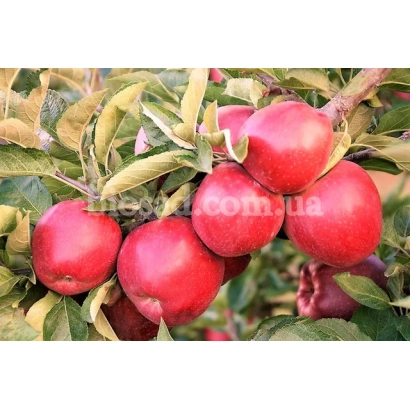 Красные яблоки сорта Джонатан на ветке