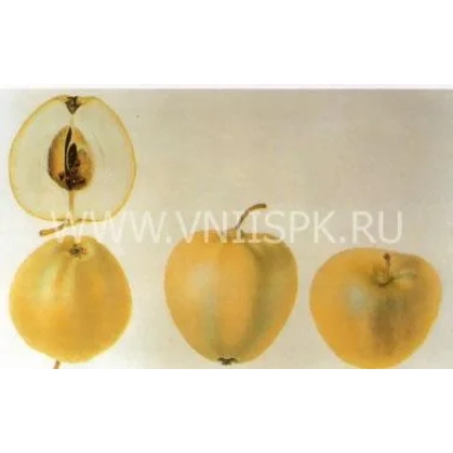 Apple Calville White Summer (Pepin Summer) — three fruits and a sliced fruit showing the core