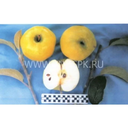 Два цілі та два розрізані яблука сорту Кальвіль сніжний на гілці з листям на синьому фоні