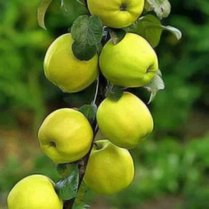 Зелёные яблоки на ветке, сорт Камила