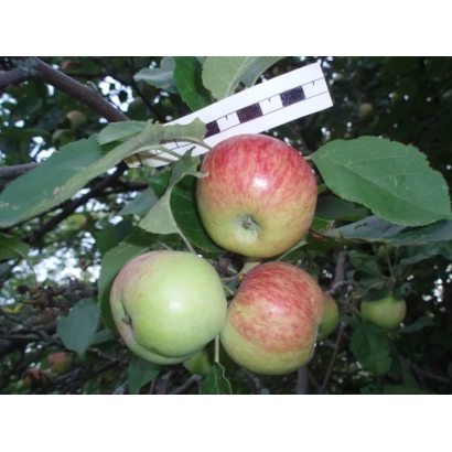 Яблука сорту Камська на гілці