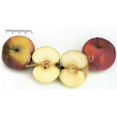 Яблоки сорта Казачка кубанская на белом фоне