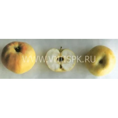 Три яблока Казанищенское: целое, разрезанное и целое на белом фоне