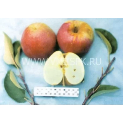 Red apples Kidds Orange Red with sliced fruit and branch