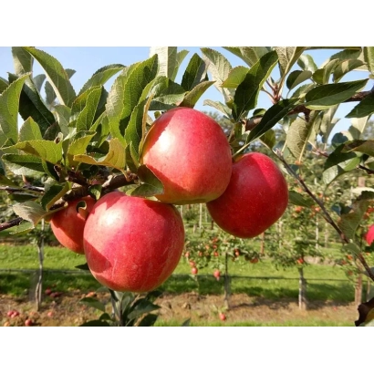 Красные яблоки на ветке яблони - Кизури