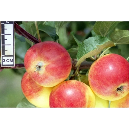 Червоні яблуки сорту Комарівське на гілці з зеленими листками