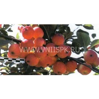 Яблука сорту Комсомолець Бурятії на гілці