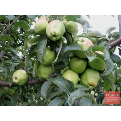 Зеленые яблоки на ветке яблони - КООП