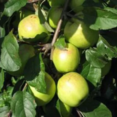 Зеленые яблоки на ветке - Копейское