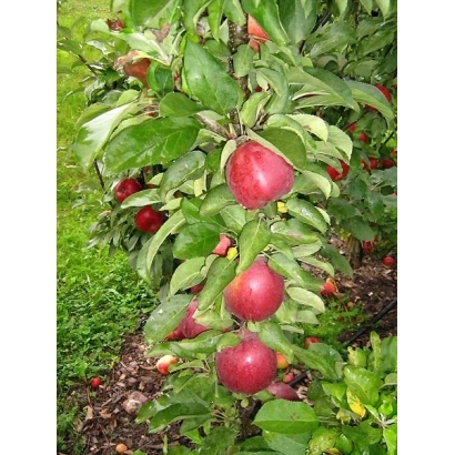 Червоні яблука на гілках яблуні - Коралл