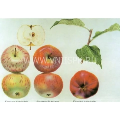 Яблоко Коричное полосатое с разрезом и целыми плодами