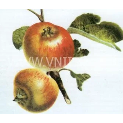 Два красных яблока на ветке с листьями - Коробовка (Медуничка, Скороспелка)