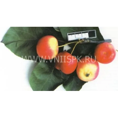 Apples Beauty of the Steppe on a branch with leaves