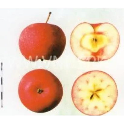 Красная Горка — яблоко с разрезом, показывающим мякоть и сердцевину