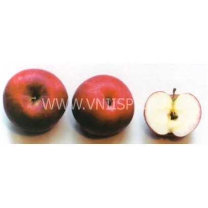 Early Red apple, two whole and one sliced
