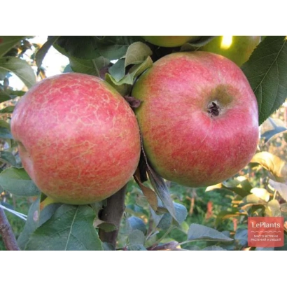 Краснокутское сладкое яблоко на ветке