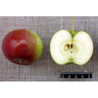 Krasulya — apple with cut showing flesh and seeds, ruler for scale