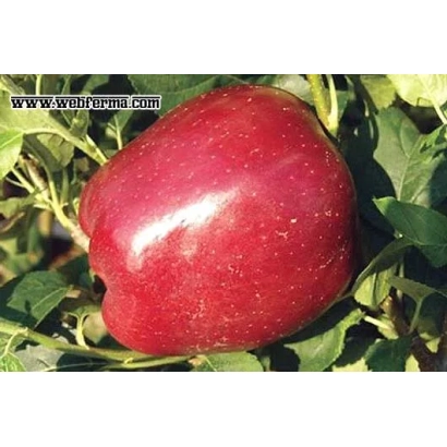 Красное яблоко сорта Крим Стар на ветке