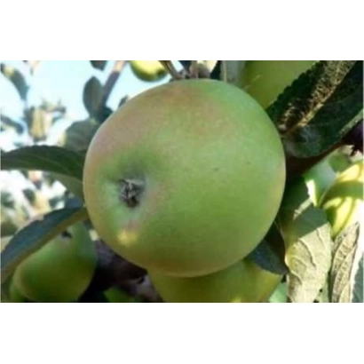 Зеленое яблоко на ветке - КРЫМСКОЕ ЗИМНЕЕ