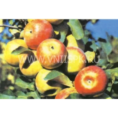 Яблука сорту Кубань спур на гілці