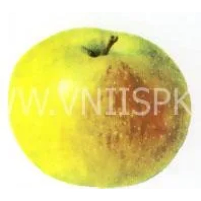 Крупне зображення яблука жовто-червоного кольору з водяним знаком VNIISPK - Кутузовець