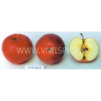 Червоні яблука Квінті, одне розрізане навпіл, видно м'якоть і насіння