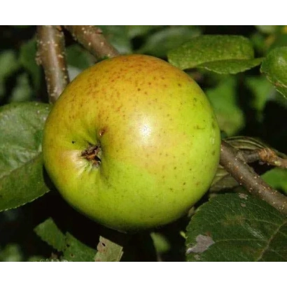 Зелёное яблоко сорта Ладога на ветке