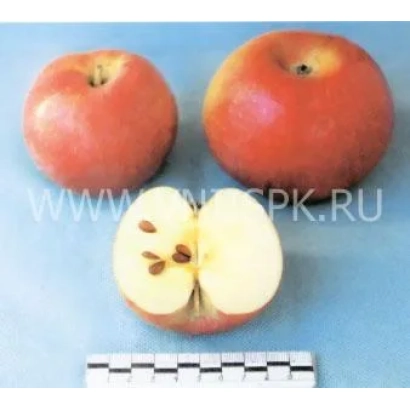 Два красных яблока и разрезанное яблоко с семечками на синем фоне - Ламбурне (Лорд Ламбурне)