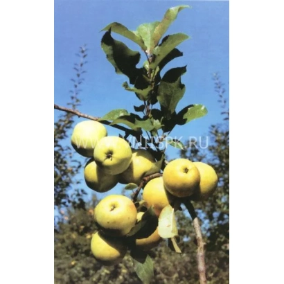 Яблоки сорта Лескен на ветке яблони