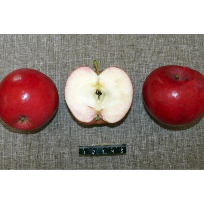 Три красных яблока Яблоня, одно разрезанное пополам, на сером фоне с линейкой. - ЛЕТНЕЕ АЛОЕ