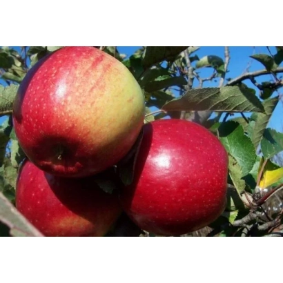 Красные яблоки на ветке, сорт Лигол Ред