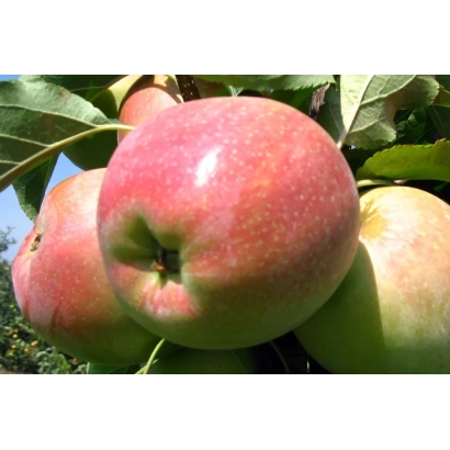 Крупный план яблок сорта Линда на ветке