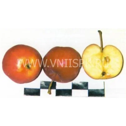 Три яблока Loyko: два целых и одно разрезанное, показывающее мякоть. - Лойко