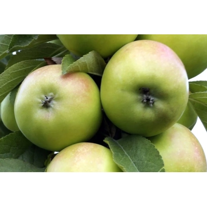 Зелені яблука на гілці - ЛУКОМОР