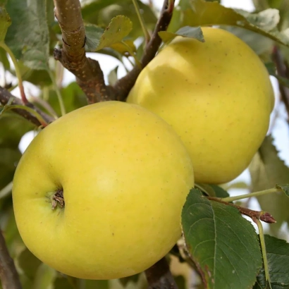 Желтые яблоки на ветке яблони - Луна