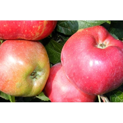 Крупные красные яблоки сорта Маяк Станичный на ветке