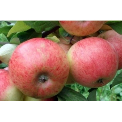 Червоні яблуки сорту МАЯК ЗАГОРЬЯ на гілці з зеленими листками