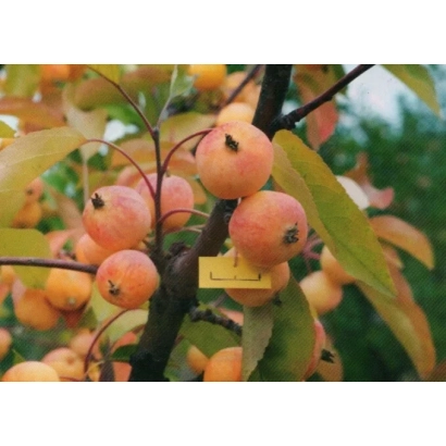 Яблоки сорта Магистр на ветке яблони