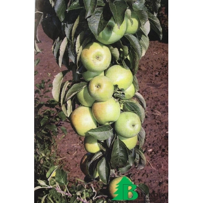 Яблоки сорта МАЛЮХА на ветке