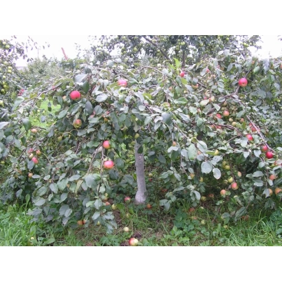 Apples on branches of the Malyutka apple tree