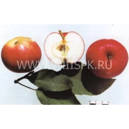 Красные яблоки Мантет с разрезом и листьями