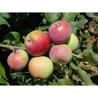 Красные и желтые яблоки на ветке - Мантуанер