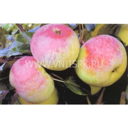 Marat Busurin apples on a branch