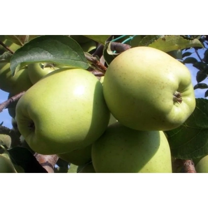 Зеленые яблоки на ветке, сорт МАРГО