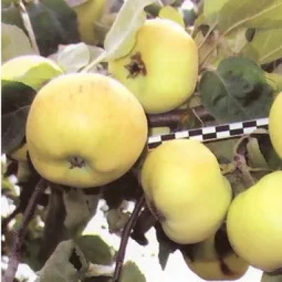 Яблоки сорта Масловское на ветке