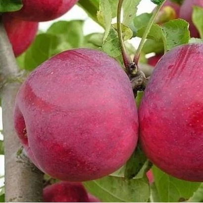 Красные яблоки сорта Макінтош на ветке - Мекинтош