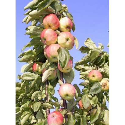 Яблоки на ветке яблони на фоне голубого неба - Михайловская