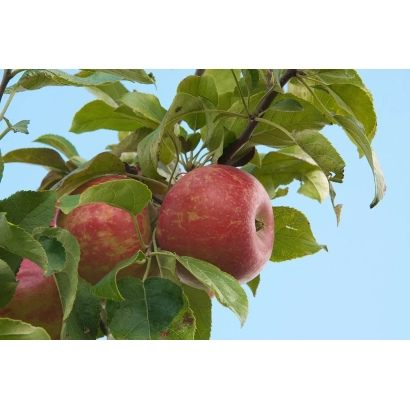 Красные яблоки на ветке яблони - МИННЕВОШТА