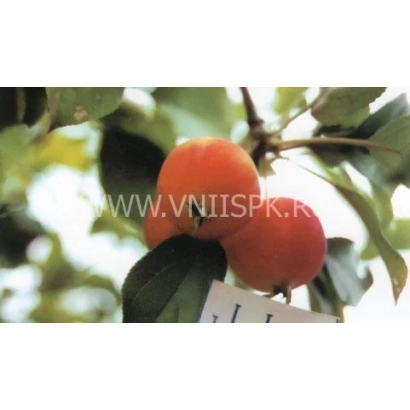 Красные плоды яблони Минусинское десертное (Надежда) на ветке